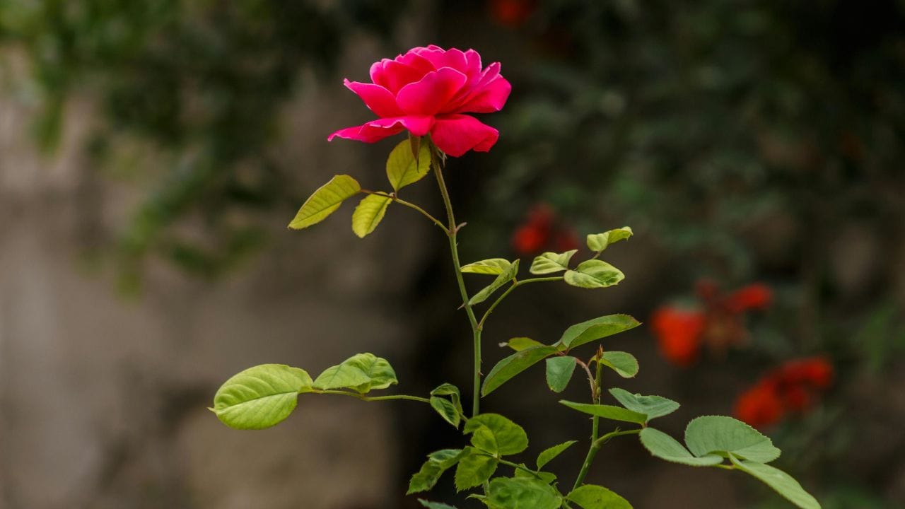 দিনরাত কঠোর পরিশ্রমের পরেও যদি কাজেের প্রাপ্যটুকু না পান, তাহলে গোলাপের এই বিশেষ টোটকা মেনে চলতে পারেন। পরিশ্রমের ফল পাবেন হাতেনাতে। এর জন্য পূর্ণিমার দিনে তিনটি করে গোলাপ ও তিনটি বেল জলে ডুবিয়ে দিন।