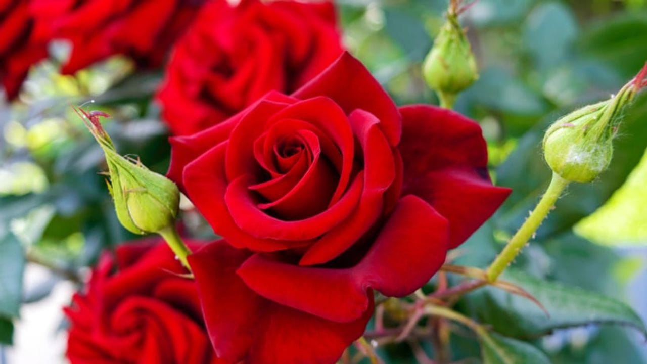 মানুষ নিজের ইচ্ছে পূরণের জন্য সব কাজ করতে পারে। প্রতি মঙ্গলবার বজরঙ্গবলিকে ১১টি গোলাপ অর্পণ করতে পারেন। টানা ১১ মঙ্গলবার এই প্রতিকার করতে পারেন। তাতে আপনার ইচ্ছা পূরণ হবে খুব দ্রুত।