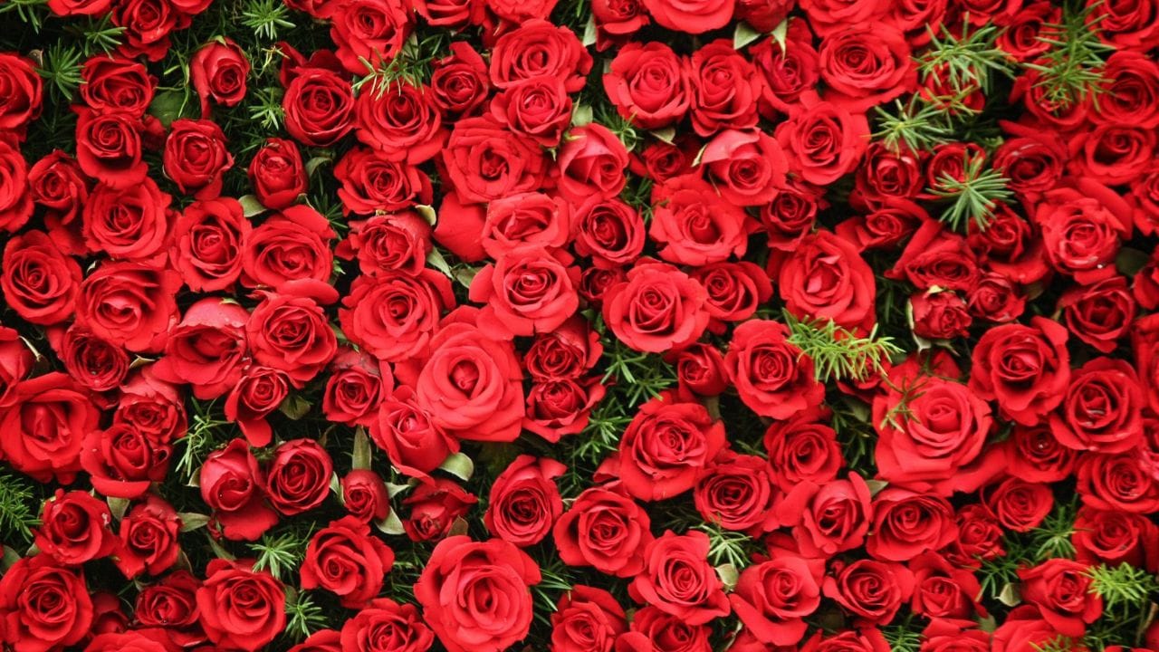 হিন্দু ধর্মেও গোলাপ ফুলকে খুব শুভ বলে মনে করা হয়। অনেকেই জানেন না, লাল রঙের গোলাপফুল জীবনের নানা সমস্যার টোটকা হিসেবেও ব্যবহার করা যেতে পারে।