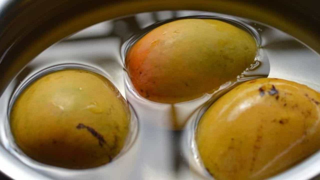 Mangoes in Water: আম দেখেই কেটে খেয়ে ফেলেন? খাওয়ার আগে জলে ভিজিয়ে রাখা উচিত কেন, জানুন Mangoes in Water: আম দেখেই কেটে খেয়ে ফেলেন? খাওয়ার আগে জলে ভিজিয়ে রাখা উচিত কেন, জানুন