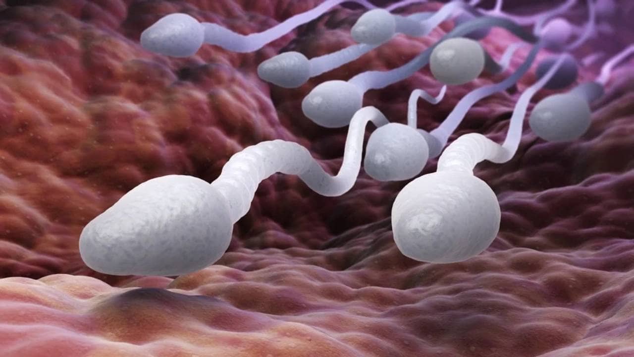 Men Fertility Test: আপনার শুক্রানুর ক্ষমতা কেমন? এক পরীক্ষাতেই জেনে নিন