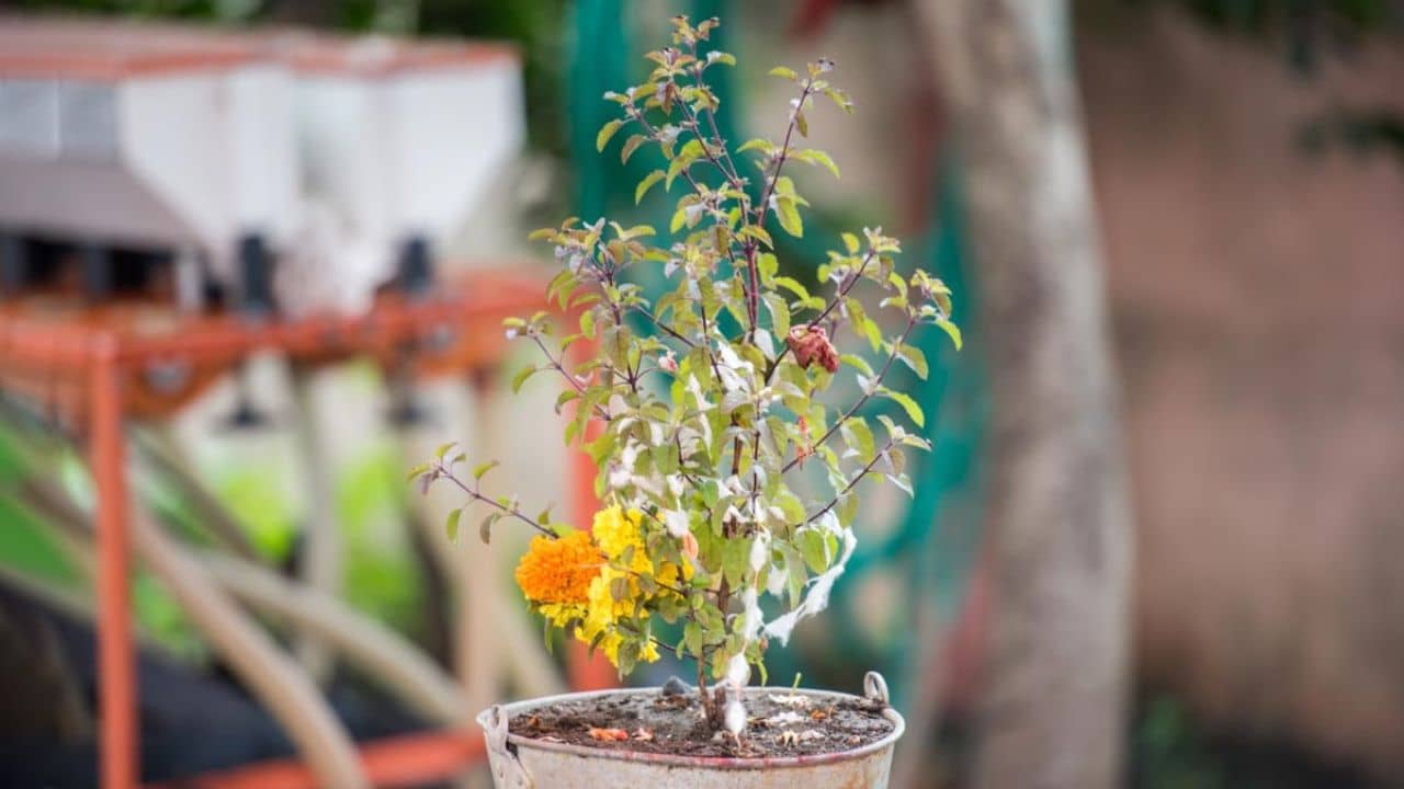Tulsi Puja Rules and Tips: প্রতিদিন নয়, তুলসী পুজো এইদিনে ভুলেও করবেন না, অশান্তির ঝড় উঠতে পারে সংসারে