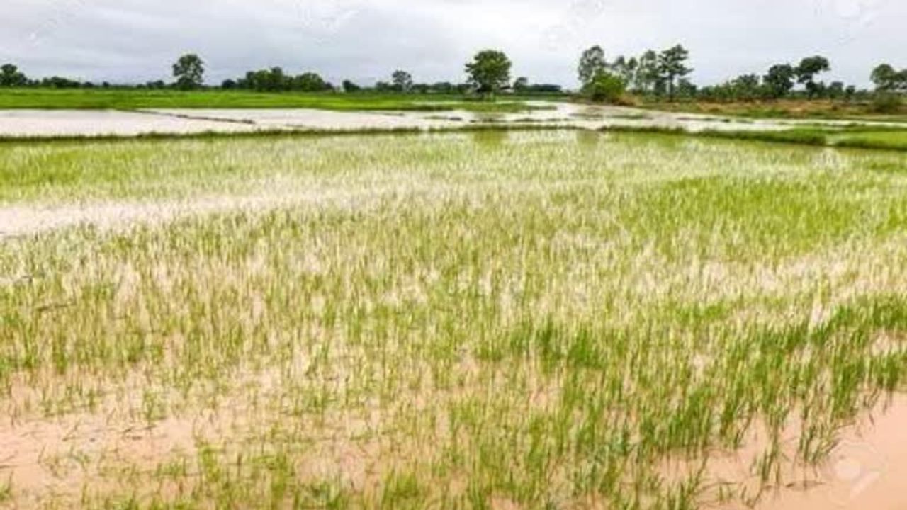 Aman Dhan: বৃষ্টিতে ঘাটতি, আমন ধান চাষের জন্য বৃহস্পতিবার থেকে ছাড়া হবে DVC-র জল