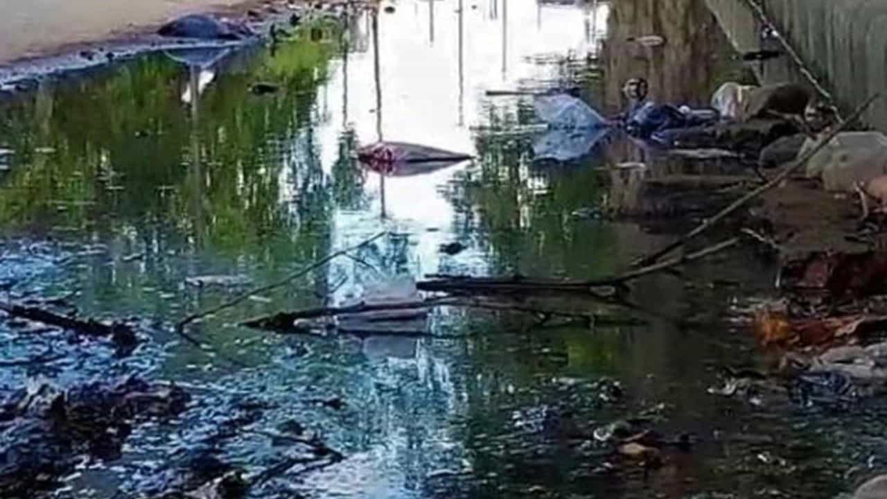 Asansol: ১০ লক্ষ গাপ্পি মাছ ছাড়ার পরিকল্পনা, ডেঙ্গি প্রতিরোধে পদক্ষেপ আসানসোল পৌরনিগমের Asansol: ১০ লক্ষ গাপ্পি মাছ ছাড়ার পরিকল্পনা, ডেঙ্গি প্রতিরোধে পদক্ষেপ আসানসোল পৌরনিগমের