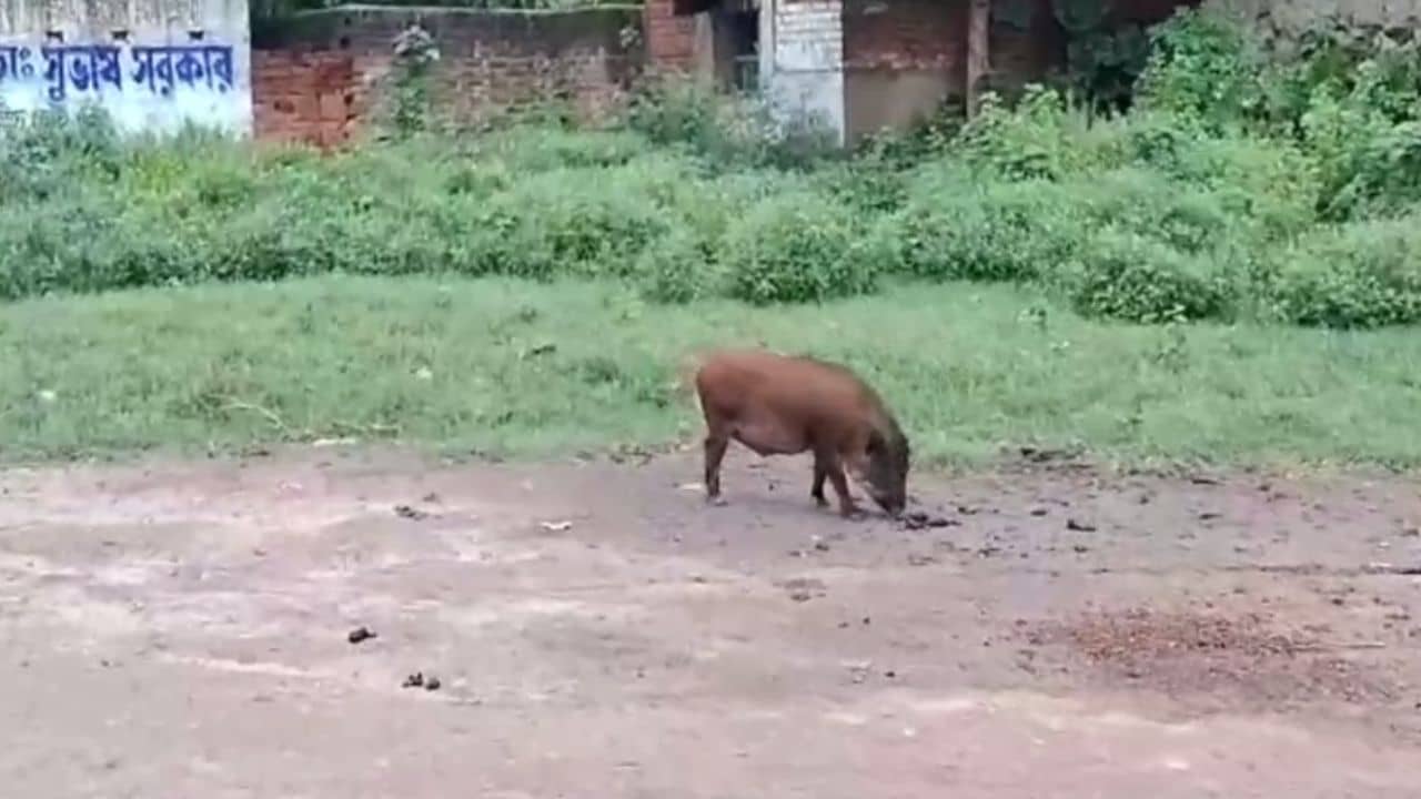 Bankura: আতঙ্কের নাম শুয়োর! এক কামড়েই মৃত্যু বৃদ্ধার