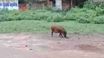 Bankura: আতঙ্কের নাম শুয়োর! এক কামড়েই মৃত্যু বৃদ্ধার