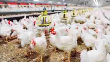 Chicken Supply Disrupted: আজ থেকে বাংলায় নাও মিলতে পারে মুরগির মাংস! বাড়তে পারে দামও