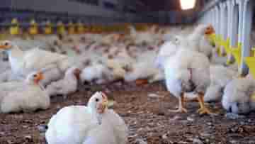 Chicken Supply: বৃহস্পতিবার থেকে কি বাংলায় মিলবে না মুরগির মাংস? নেওয়া হল বড় সিদ্ধান্ত