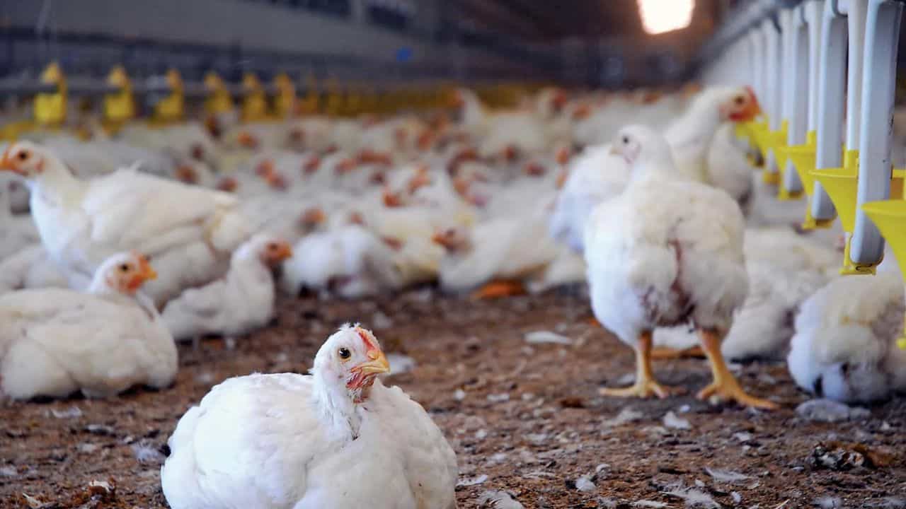 Chicken Supply: বৃহস্পতিবার থেকে কি বাংলায় মিলবে না মুরগির মাংস? নেওয়া হল বড় সিদ্ধান্ত Chicken Supply: বৃহস্পতিবার থেকে কি বাংলায় মিলবে না মুরগির মাংস? নেওয়া হল বড় সিদ্ধান্ত