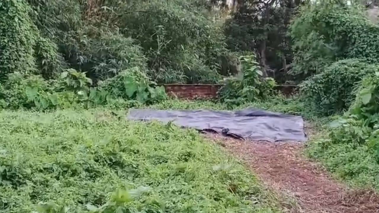 Diamond Harbour: হাইকোর্টের নির্দেশ, রাত পোহালেই উঠবে দেহ, কিন্তু তার আগেই কেন অন্ধকারে ত্রিপলে ঢাকছে কবর?