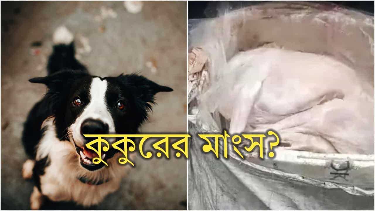 Bengaluru dog meat row: ৯০টি বাক্সে শহরে এল ২৭০০ কেজি মাংস! কীসের, কুকুরের নাকি? Bengaluru dog meat row: ৯০টি বাক্সে শহরে এল ২৭০০ কেজি মাংস! কীসের, কুকুরের নাকি?