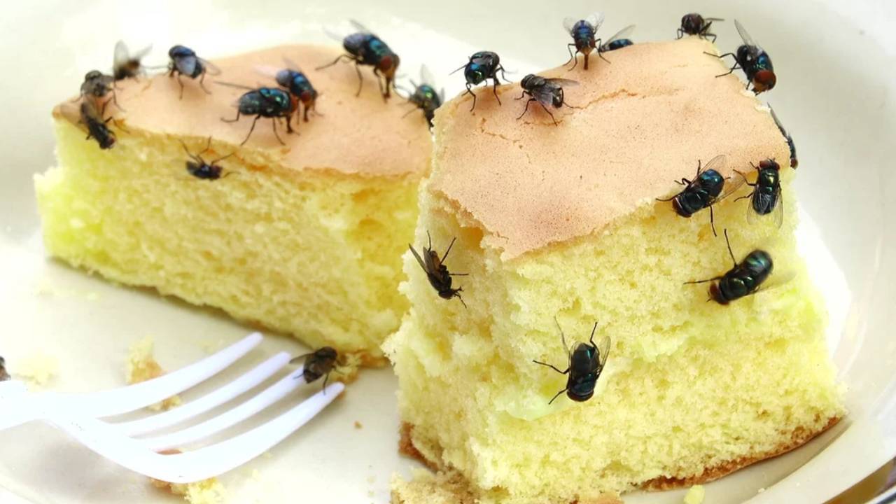 Fly Problem: বর্ষায় মাছির উপদ্রব? জানুন বাড়িকে মাছি মুক্ত করার চার উপায়