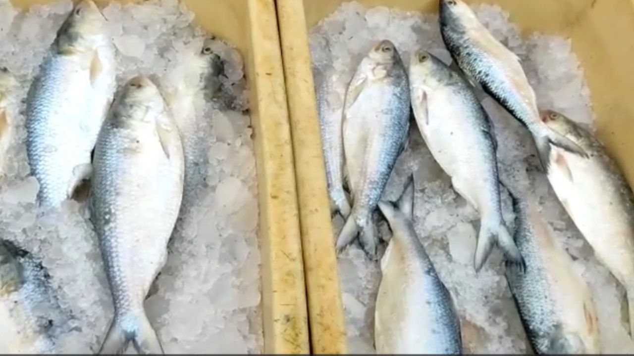Ilish: বাজারে ভূরি ভূরি ইলিশ, দেখলেই কিনে আনবেন, সতর্ক করছেন বিশেষজ্ঞরাই, পশ্চাতে হবে Ilish: বাজারে ভূরি ভূরি ইলিশ, দেখলেই কিনে আনবেন, সতর্ক করছেন বিশেষজ্ঞরাই, পশ্চাতে হবে