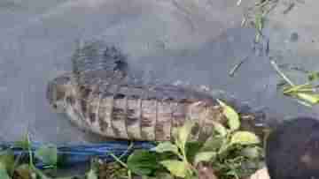 Crocodile in River: কয়েকদিন ধরেই ঘুরঘুর জলঙ্গি নদীতে, অবশেষে বন দফতরের জালে ধরা পড়ল কুমির