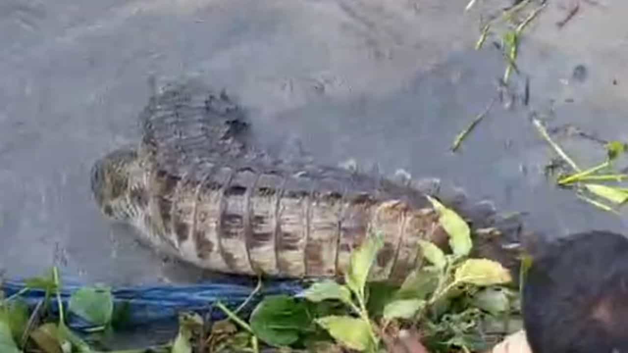 Crocodile in River: কয়েকদিন ধরেই ঘুরঘুর জলঙ্গি নদীতে, অবশেষে বন দফতরের জালে ধরা পড়ল কুমির Crocodile in River: কয়েকদিন ধরেই ঘুরঘুর জলঙ্গি নদীতে, অবশেষে বন দফতরের জালে ধরা পড়ল কুমির