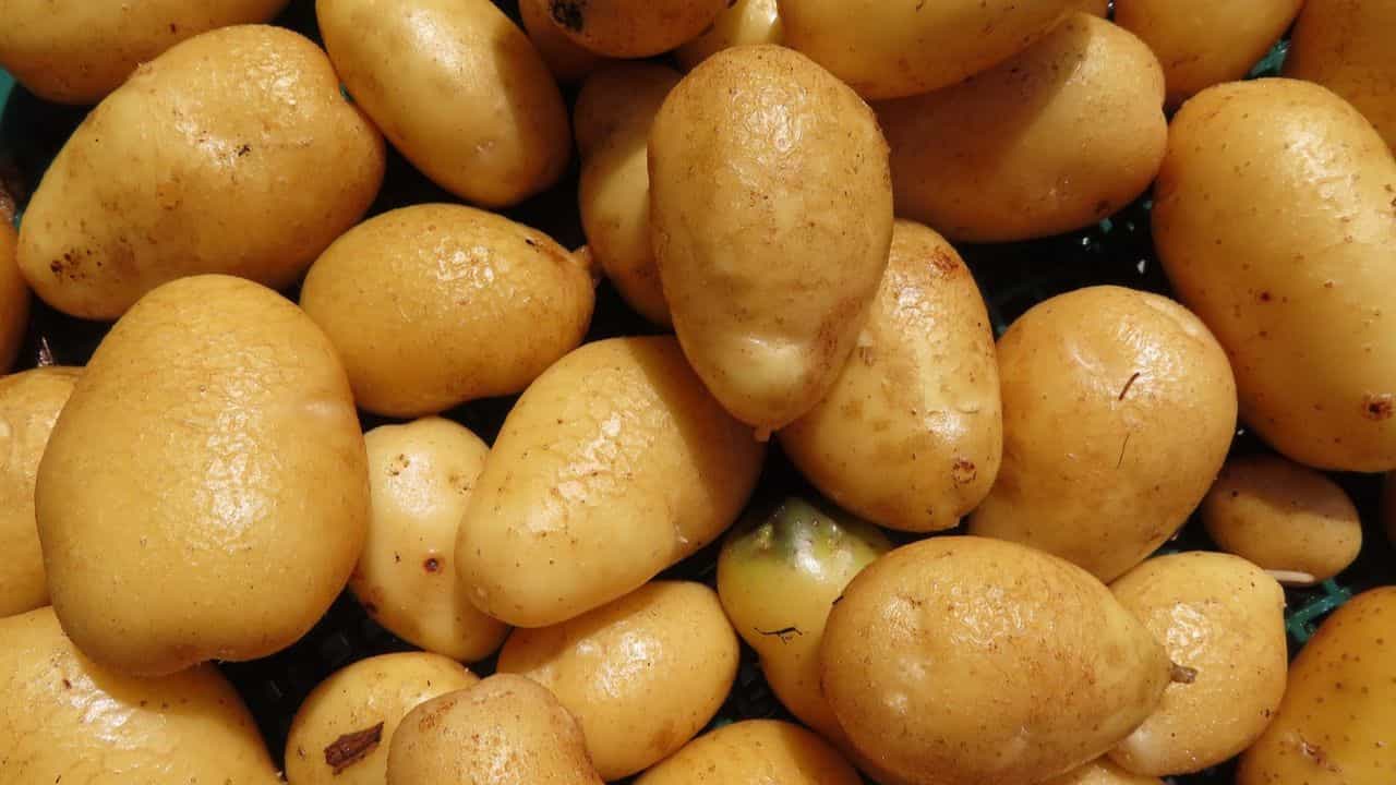 Potato Price Hike: হেঁসেলে 'স্ট্রাইক' ডেকেছে আলু? ভয় নেই, এবার পাতে পড়বে বিদেশি আলু Potato Price Hike: হেঁসেলে 'স্ট্রাইক' ডেকেছে আলু? ভয় নেই, এবার পাতে পড়বে বিদেশি আলু