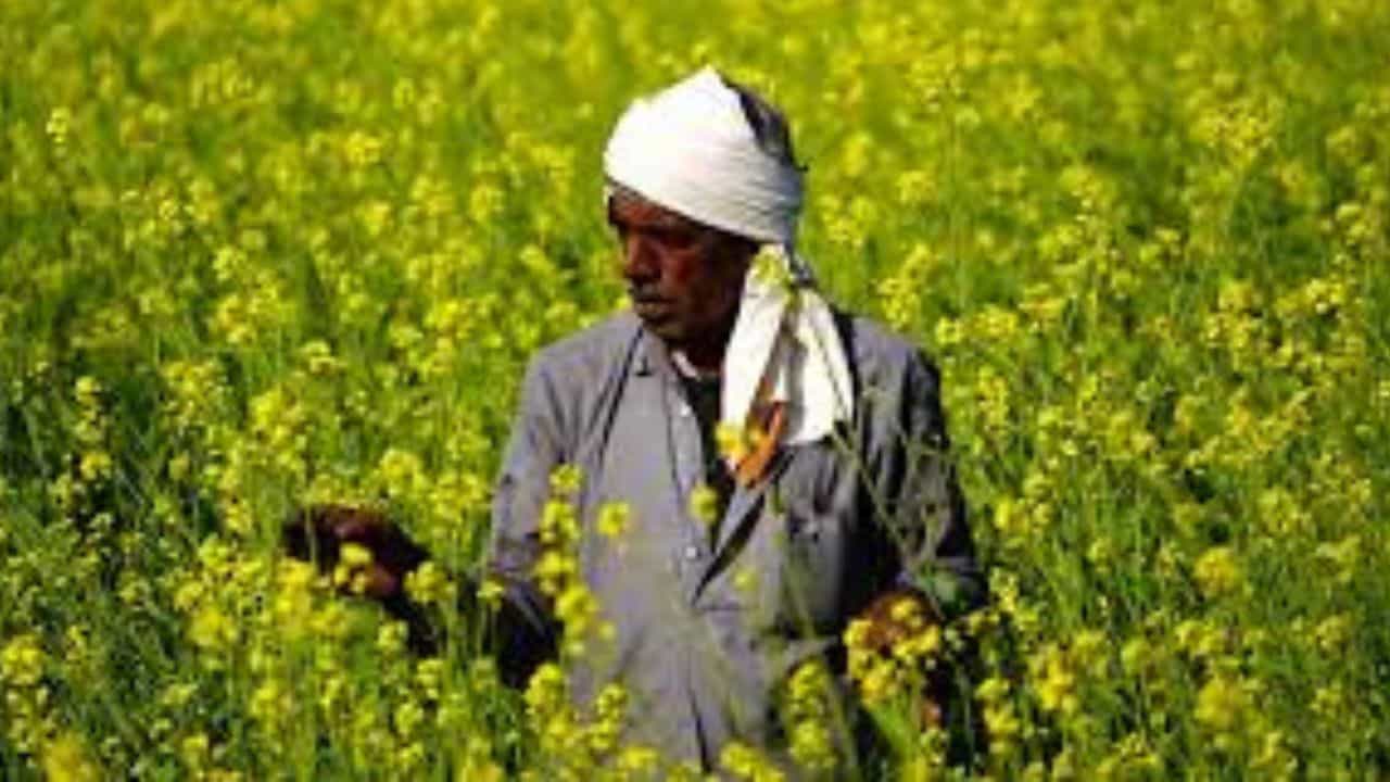 Budget for Farmers: কৃষকদের জন্য বড় উপহার নিয়ে অপেক্ষা করছে মোদী সরকার Budget for Farmers: কৃষকদের জন্য বড় উপহার নিয়ে অপেক্ষা করছে মোদী সরকার