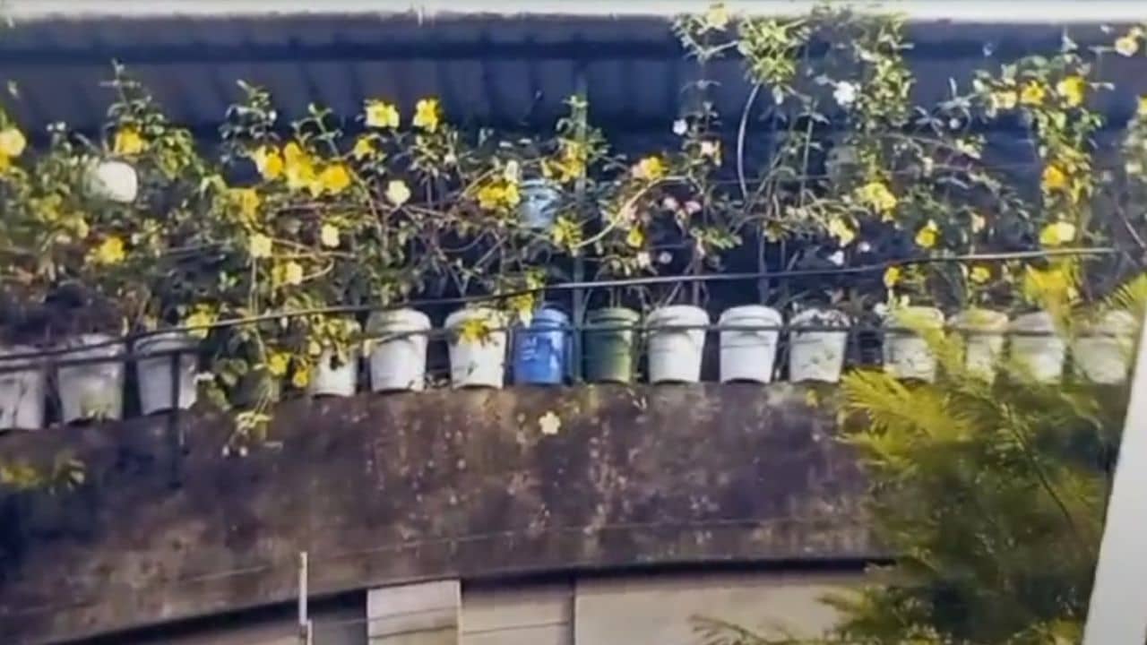 চেয়ারম্যানের ছাদে এগুলো নাকি টব নয়, এলাকাবাসীর জন্য বরাদ্দ ডাস্টবিন! বিস্ফোরক অভিযোগে উত্তাল পুরসভা