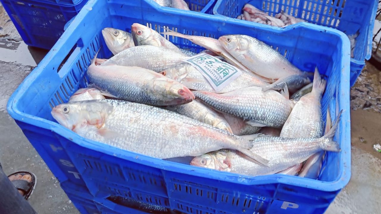 why Hilsa fish's price high in Digha, why Hilsa fish not found enough in market