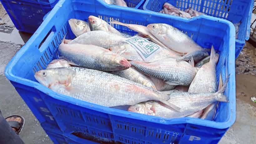 Hilsa Fish: মেরে দেওয়া হচ্ছে ডিম! দিঘায় গেলে কি আদৌ পাতে পাবেন ইলিশ মাছ?