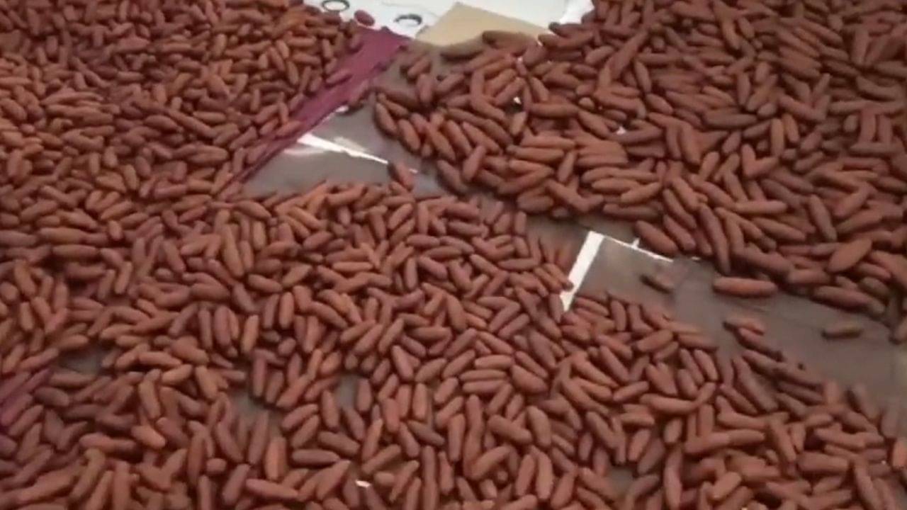 Lancha Hub: শক্তিগড়ের ল্যাংচা হাবে হুলুস্থুল! মাটির নিচে পুঁতে দেওয়া হচ্ছে কয়েক কুইন্টাল ল্যাংচা