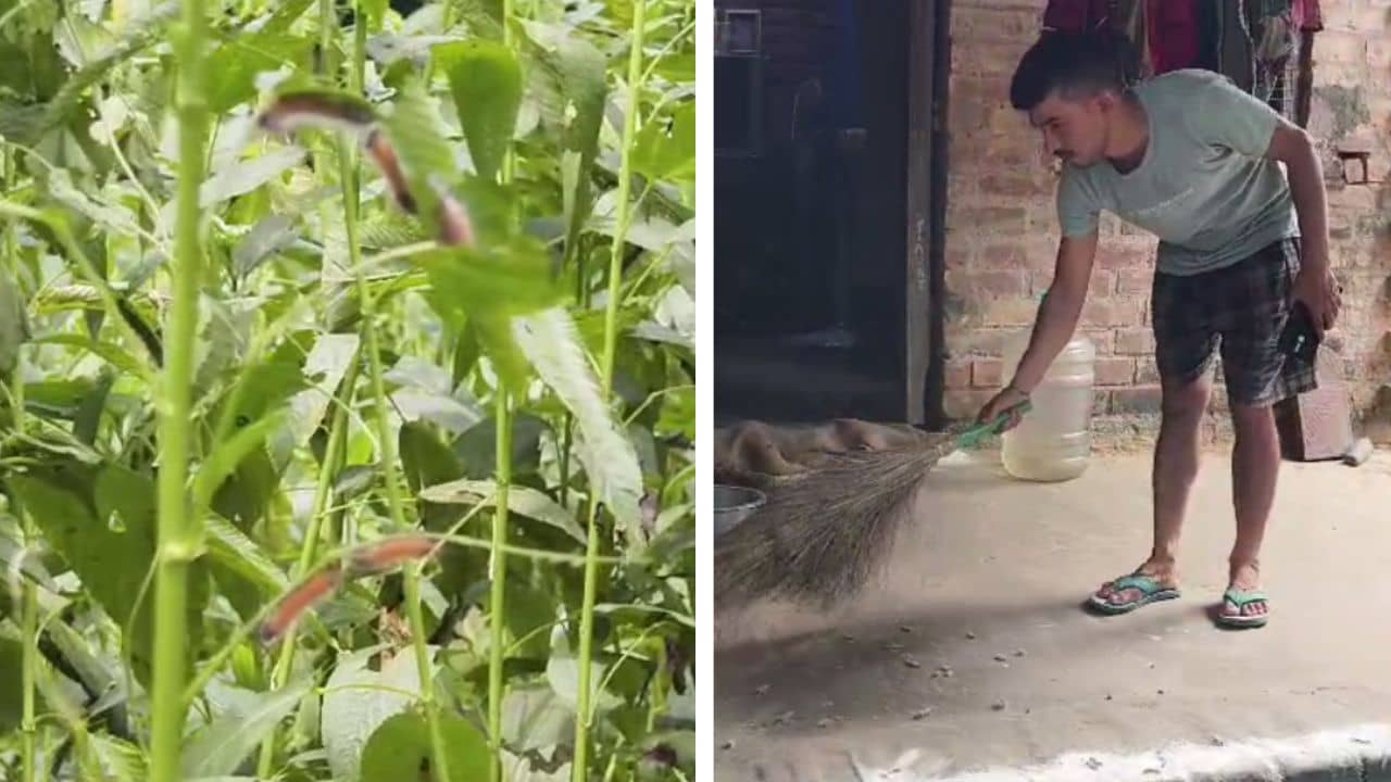 Nadia: খাবারের মধ্যে, শোয়ার ঘরে সব জায়গায় গিজগিজ করছে শুঁয়োপোকা...., পথে এলাকাবাসী