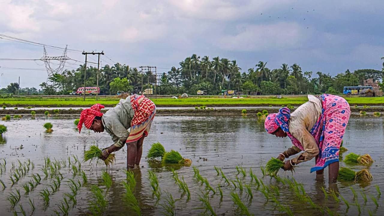 Rain Update: দক্ষিণবঙ্গে বৃষ্টিতে ঘাটতি! মাথায় হাত ধান চাষীদের, হাওয়া অফিস কিন্তু বলছে দু’দিনেই ঘুরতে পারে খেলা