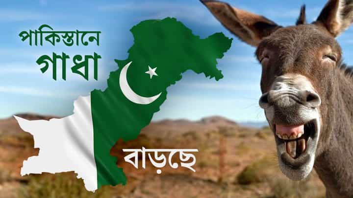 Pakistan Economy: গাধার পিঠে চড়েই আর্থিকভাবে ঘুরে দাঁড়াতে চাইছে পাকিস্তান Pakistan Economy: গাধার পিঠে চড়েই আর্থিকভাবে ঘুরে দাঁড়াতে চাইছে পাকিস্তান