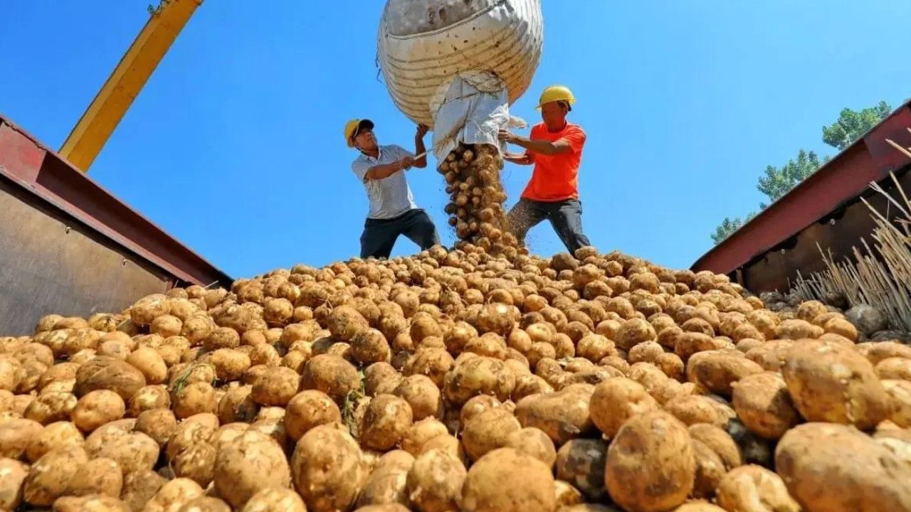 Potato Price: রাতেই বাজারে আচমকা অভিযান জেলাশাসকের, সকালে এক ধাক্কায় অনেকটাই কমে গেল আলুর দাম