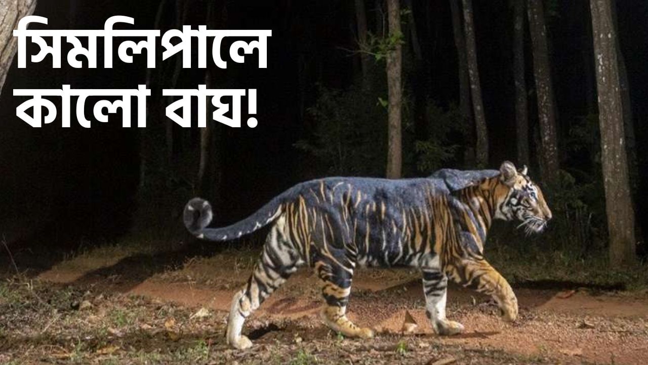 Similipal National Park, Tigers: হারিয়ে যাচ্ছে হলুদ-ডোরা, সিমলিপালের বাঘ এখন 'পুরোই কালো'