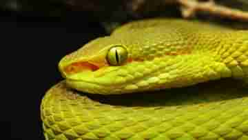 Salazar Pit Viper: হ্যারি পটারের জাদু সাপ এবার বাস্তব জগতে, পাওয়া গেল ভারতেই