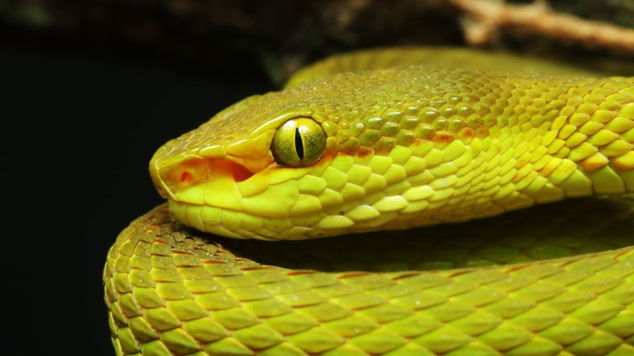 Salazar Pit Viper: হ্যারি পটারের 'জাদু সাপ' এবার বাস্তব জগতে, পাওয়া গেল ভারতেই