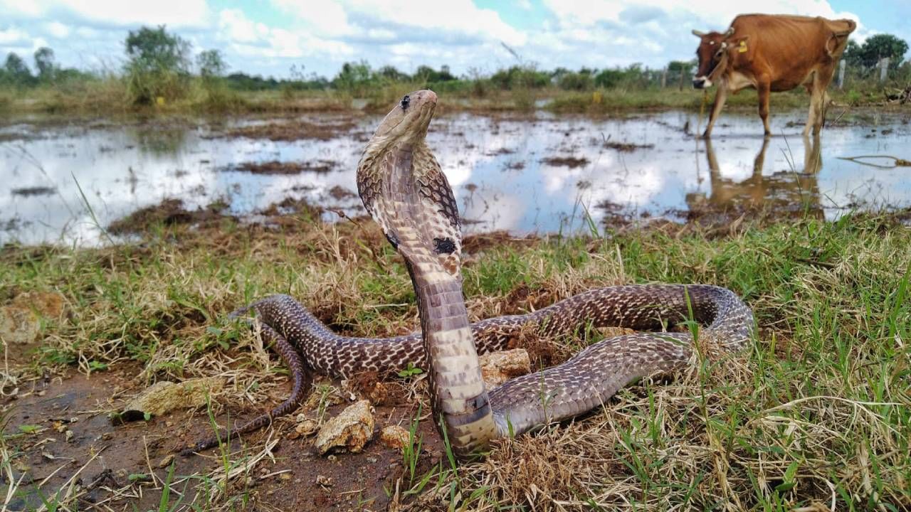 সাপে কাটা জায়গায় কোনও ধরনের মলম লাগাবেন না। বরফ বা ডেটলের মতো জিনিসও লাগানোর দরকার নেই।