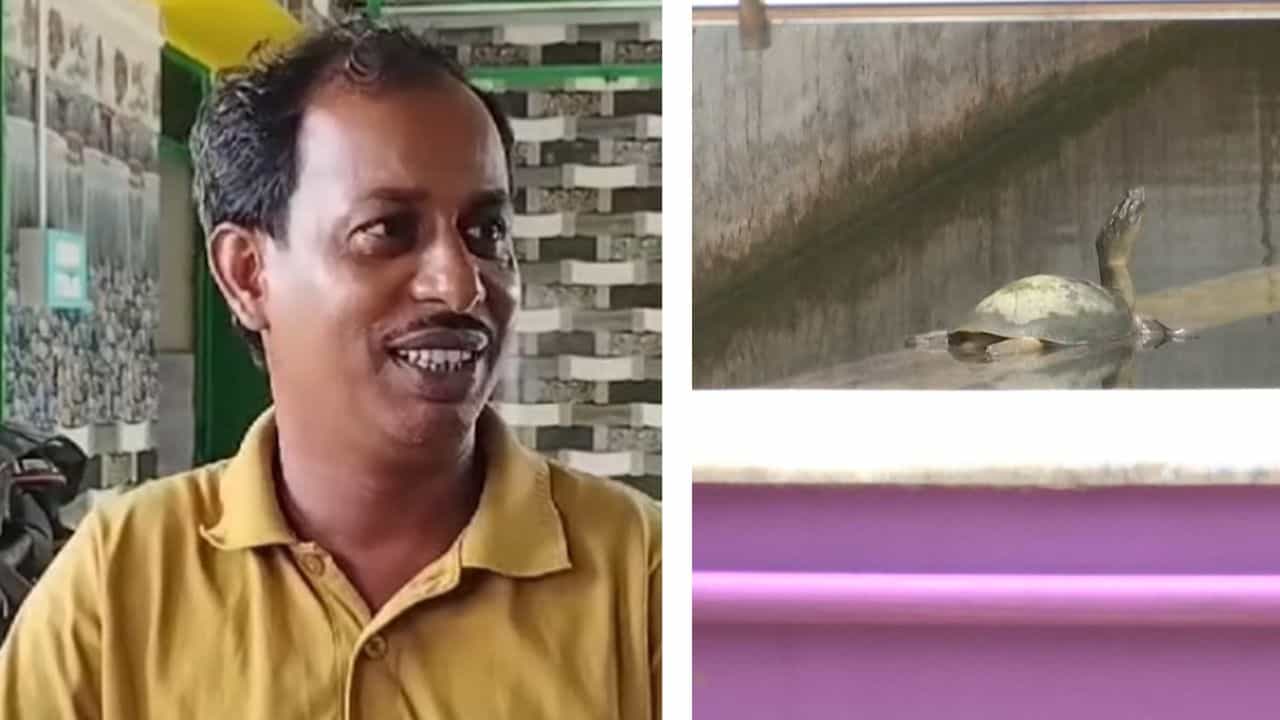 Sonarpur: জামাল নিজের সুইমিংপুলে কোন জাতের কচ্ছপ পুষত জানেন? সবটা খোলসা করল বনদফতর Sonarpur: জামাল নিজের সুইমিংপুলে কোন জাতের কচ্ছপ পুষত জানেন? সবটা খোলসা করল বনদফতর