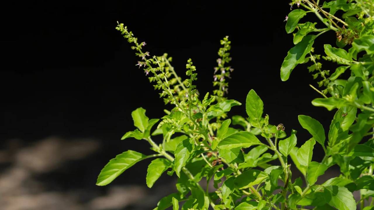 রোজ সকালে তুলসী পাতা খেয়ে যদি দিন শুরু করা যায়। তাহলে অনেক রোগ শরীরে বাসা বাঁধতে পারবে না। আপনার শরীর থাকবে সুস্থ। 