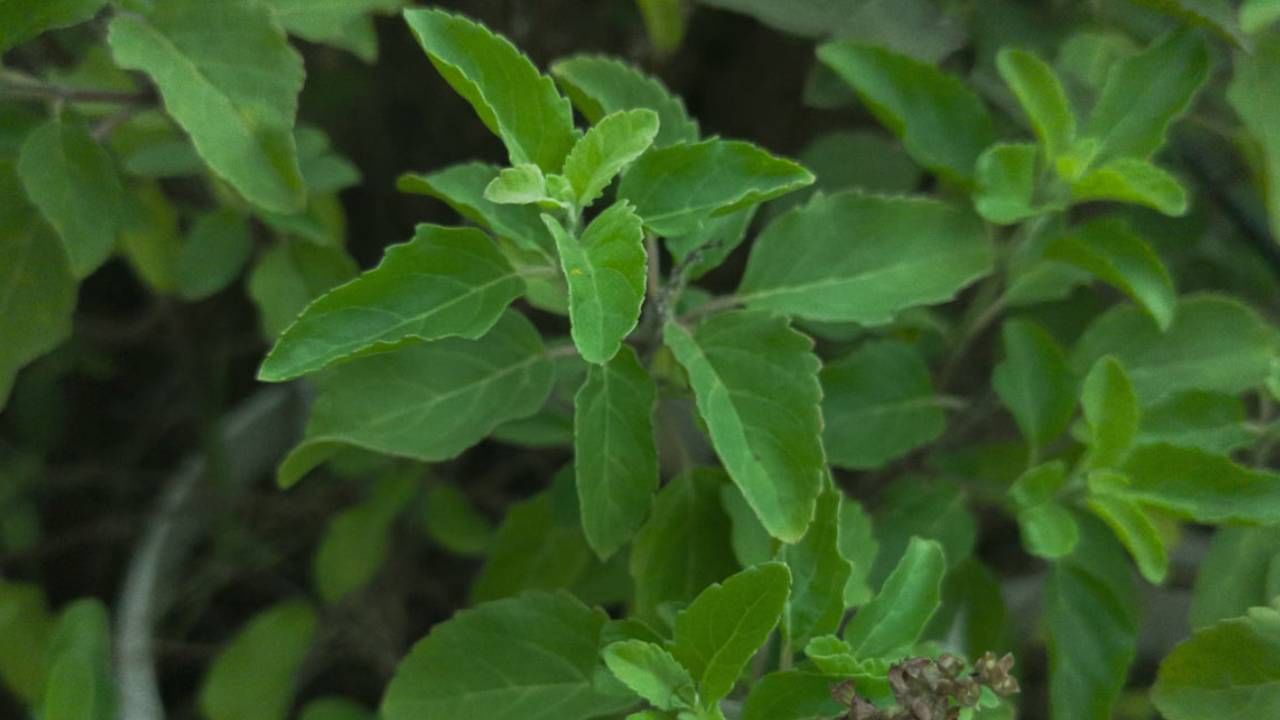 গবেষকরা জানাচ্ছেন, রোজ তুলসী পাতার রস খালি পেটে খেলে স্ট্রেসের সমস্যা থেকে মুক্তি মিলবে। বর্তমান দিনে এই সমস্যা অনেকের রয়েছে। 