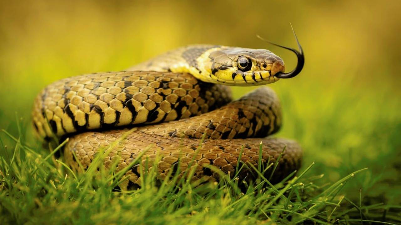 Snakes: বর্ষাকালে বাড়ে সাপের উপদ্রব! নিজের বাড়ি থেকে দূরে রাখবেন কী উপায়ে?