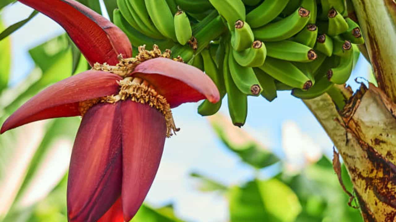 কলা অধিকাংশেরই পছন্দের ফল। এটা খেতে যেমন সুস্বাদু, তেমনই পুষ্টিগুণে ভরা। তবে কেবল কলা নয়, কলা হওয়ার আগের অংশ, কলাফুল অর্থাৎ মোচারও একাধিক স্বাস্থ্যগুণ রয়েছে