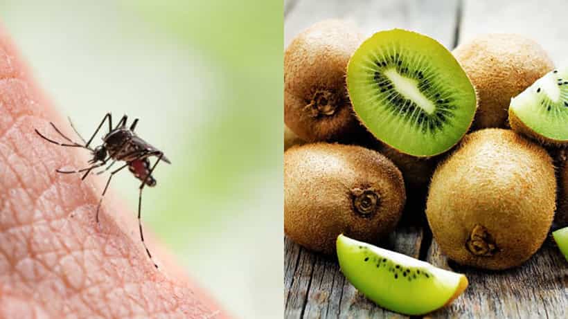 Dengue Diet: রাজ্যে হু-হু করে বাড়ছে ডেঙ্গি আক্রান্ত, প্লেটলেটের সংখ্যা বাড়াতে কী খাবেন?