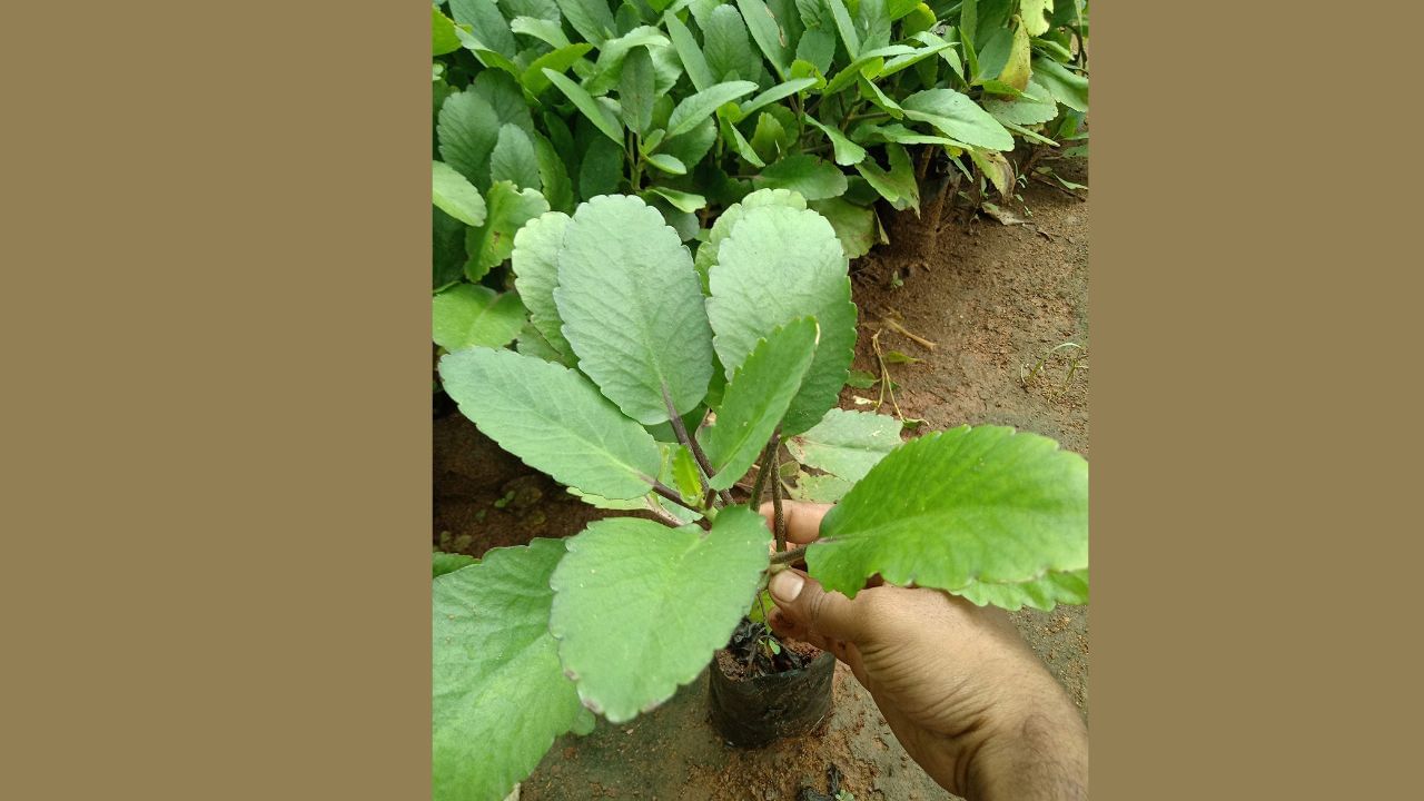 পাথরচাট্টা গাছ সাধারণত গ্রামাঞ্চলে দেখা যায়। তবে আপনি বাড়ির টবেও এই গাছ বসাতে পারেন। এছাড়া বর্ষার সময় জলা-জঙ্গল এলাকাতেও পাথরচাট্টা গাছ নিজে থেকেই হয় 