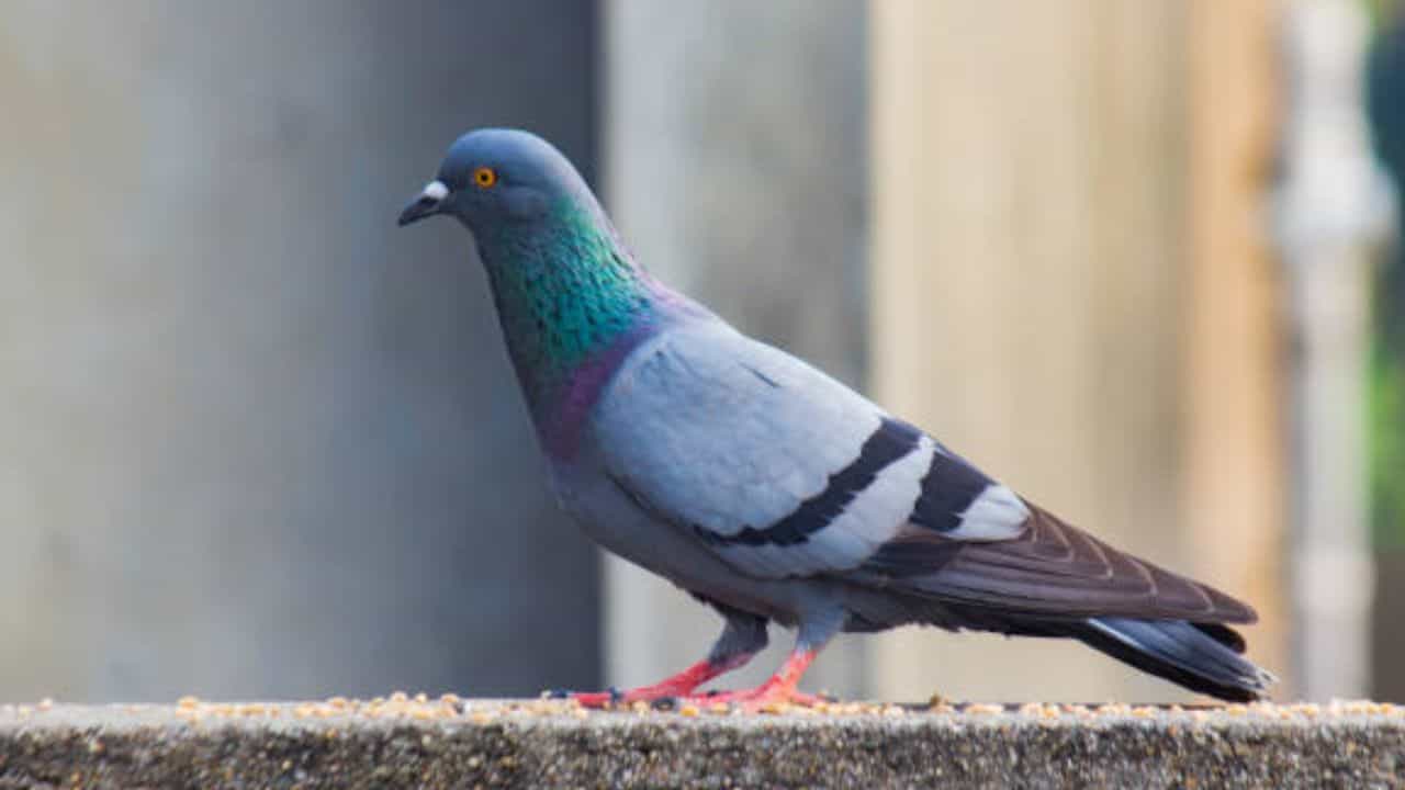 Pigeon Disease: পায়রাকে রোজ দানা খাওয়ান? পায়রা থেকে ছড়াচ্ছে এসব রোগ, সাবধান না হলেই মারাত্মক বিপদ Pigeon Disease: পায়রাকে রোজ দানা খাওয়ান? পায়রা থেকে ছড়াচ্ছে এসব রোগ, সাবধান না হলেই মারাত্মক বিপদ