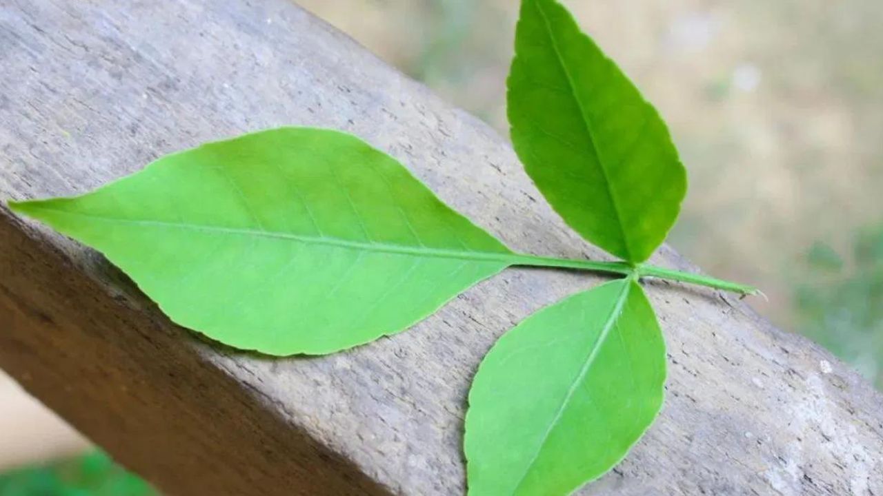 ভগবান শিব বেলপত্রকে খুব পছন্দ করেন। তাই বেলপাতা নিবেদন করা হলে মহাদেব অত্যন্ত প্রসন্ন হন। শ্রাবণ মাসে বেলপাতার গাছ লাগালে শিবের আশীর্বাদ বর্ষিত হয়। কথিত আছে দেবী পার্বতী বেলপাতায় বাস করেন।  তাই শ্রাবণ মাসে বাড়িতে একটি বেলপত্র গাছ লাগালে শিব ও পার্বতী উভয়েরই আশীর্বাদ পাওয়া যায়।