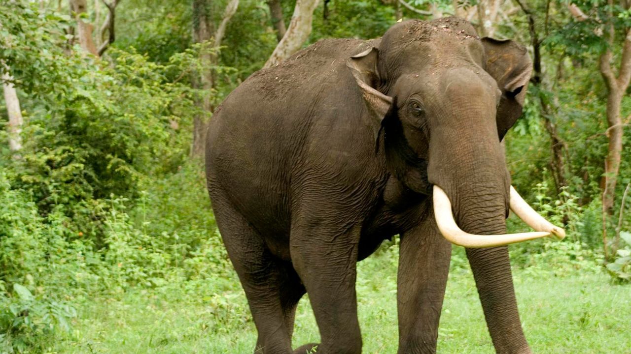 হাতি: হাতি হল শক্তি ও প্রজ্ঞার প্রতীক। শনিদেবকে হাতির পিঠে চড়া অবস্থাকে অশুভ বলে মনে করা হয়। এর ফলে বিরোধের কারণ হতে পারে। ব্যক্তি জীবন অসম্ভব চ্যালেঞ্জের হয়ে যায় ও বিভিন্ন সমস্যার সম্মুখীন হতে হয়।