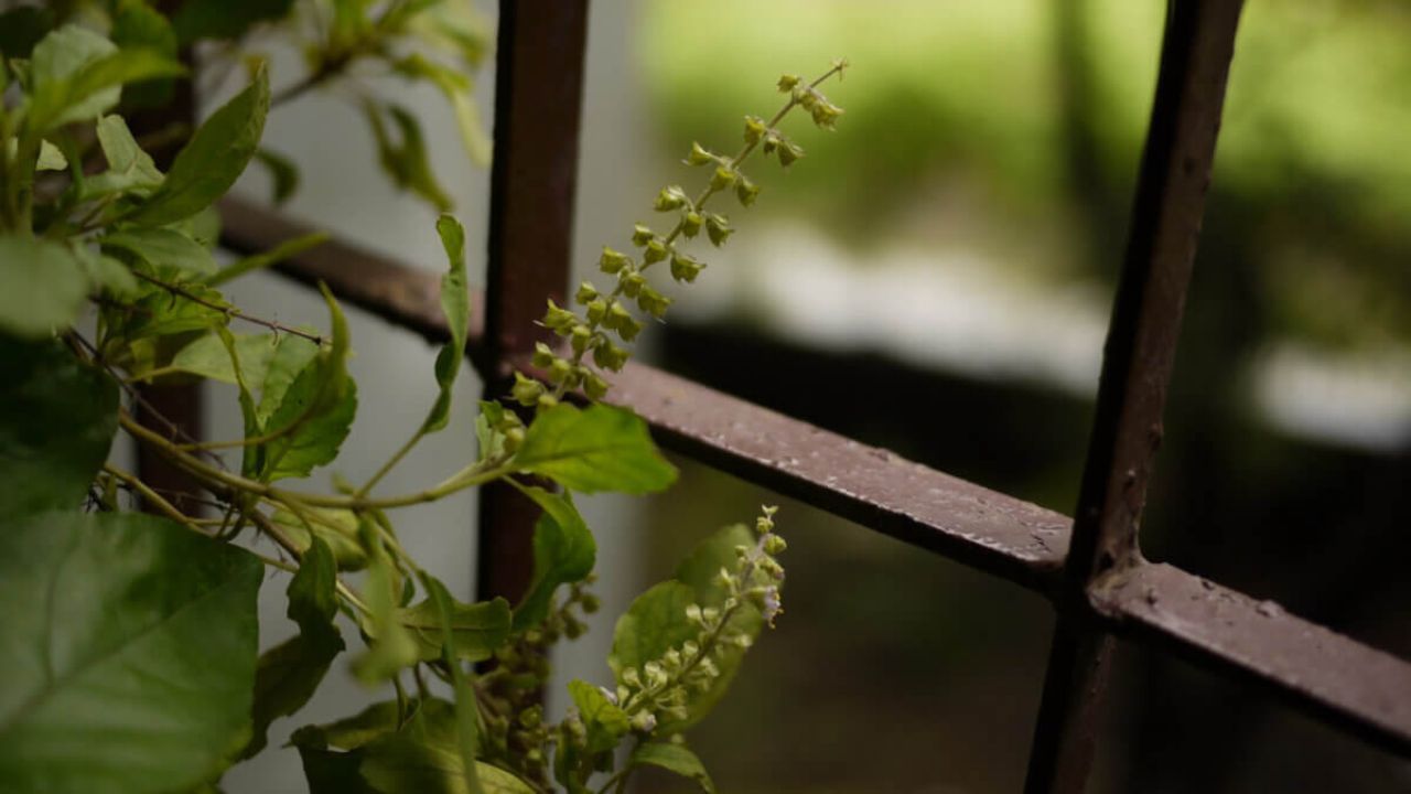 তুলসী গাছ সবসময় পরিষ্কার জায়গায় রাখা উচিত। বাস্তুশাস্ত্রে, তুলসী গাছ রাখার জন্য পূর্ব দিককে শ্রেষ্ঠ বলে মনে করা হয়।