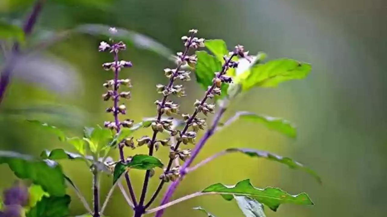 এমনকি মনে করা হয়, ভক্তরা যদি নিষ্ঠা ও ভক্তিভরে দেবী তুলসীর পুজো করে থাকেন, তাহলে দেবী লক্ষ্মীর আশীর্বাদ সারাজীবন সমস্যামুক্তি হতে পারেন। দূর হতে পারে অর্থকষ্ট, বৈবাহিক সমস্যাও। 