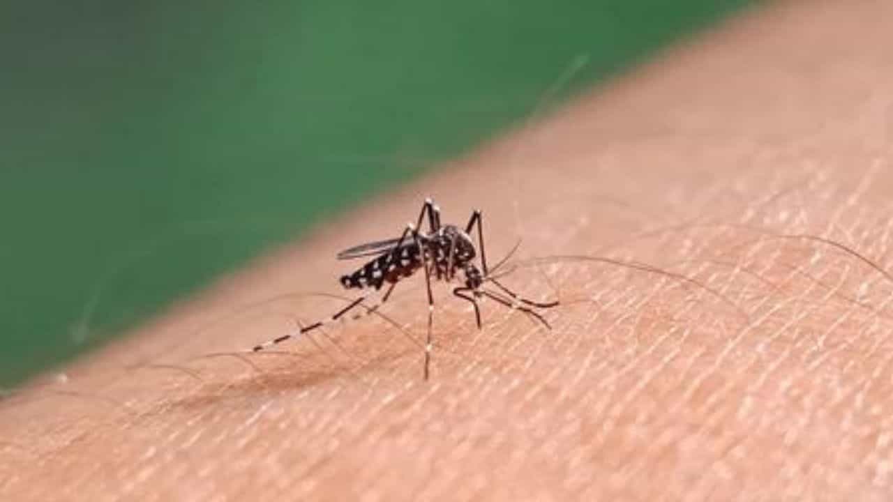বর্ষায় চারিদিকে জমা জল আর মশার ঝামেলা। তার সঙ্গে বাড়ছে ডেঙ্গির প্রকোপও। তাই জ্বর, গায়ে ব্যথা হলে আগেভাগে সতর্ক হন। তবে জ্বর হওয়া মানেই কিন্তু তা ডেঙ্গি নয়। তাই ডেঙ্গিতে আক্রান্ত কি না বুঝতে জেনে রাখুন এই সব তথ্য।