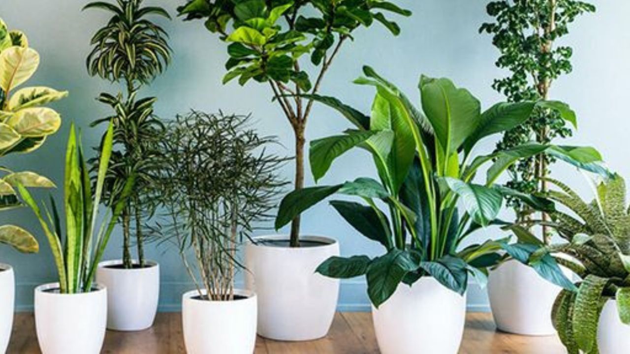 এমন কিছু গাছ রয়েছে যা শুধু ঘর সাজাতে বা ঘরের শোভা বৃদ্ধি করতেই নয় বরং আপনাকে এনে দিতে পারে সুখ ও সমৃদ্ধিও। সেই সব গাছ ঘরে রাখলে দূরে থাকবে দুর্ভাগ্য।