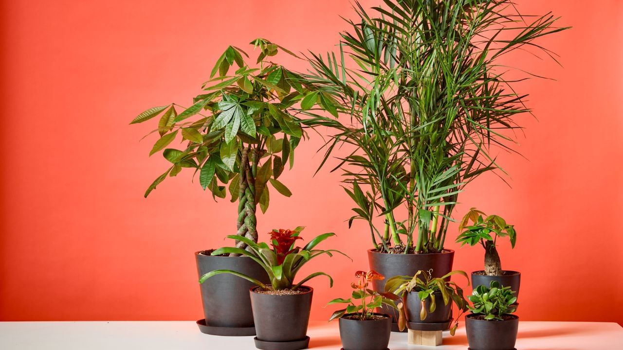 ফ্ল্যাট হলেও অসুবিধা নেই। এই সব গাছ ঘরে রাখলে, একদিকে যেমন বাড়বে অন্দরসজ্জার শোভা তেমনই তা বয়ে আনবে সুখ-সমৃদ্ধিও। কোন কোন গাছ ঘরে রাখলে ফিরবে ভাগ্য।