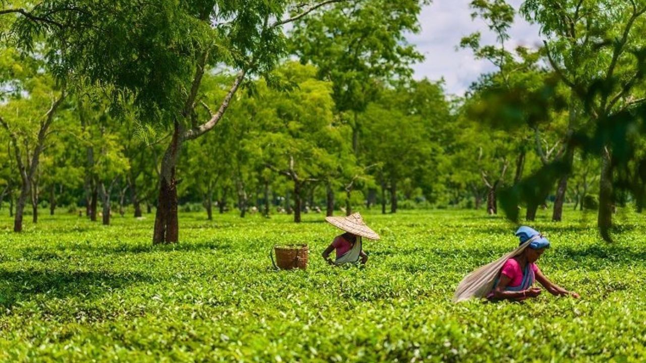 সিংফো চা বাগান - সিংফো চা বাগান দেখতে ডিব্রুগড় থেকে বাসে সিংফো গ্রাম যেতে হবে। চায়ের চারা গাছ লাগানো থেকে শুরু করে চা-পাতা তুলে চা উৎপাদন, প্রতিটি পদক্ষেপ দেখতে পাবেন এখানে। এমনকি বিভিন্ন স্বাদের চা চেখে দেখার বন্দোবস্ত আছে।