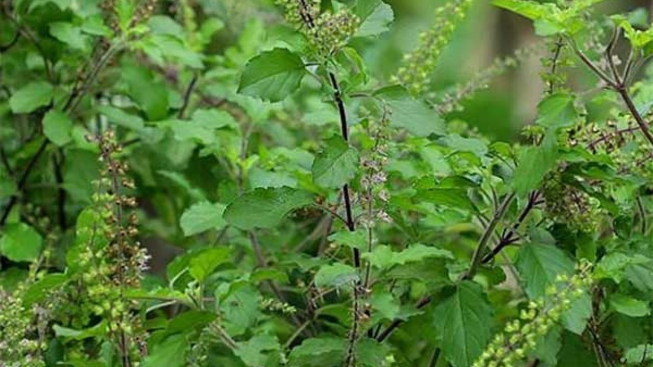 বাস্তু শাস্ত্রে তুলসীকে পবিত্র এবং শুভ গাছ বলে গণ্য করা হয়। আয়ুর্বেদ চিকিৎসা শাস্ত্রে এই গাছের গুরুত্ব অপরিসীম। বাস্তু মতে তুলসী গাছ ঘরে সূর্যের আলো আসে, এমন জায়গায় রাখলে তা আবহাওয়াকে শুদ্ধ করে এবং সৌভাগ্য বহন করে।